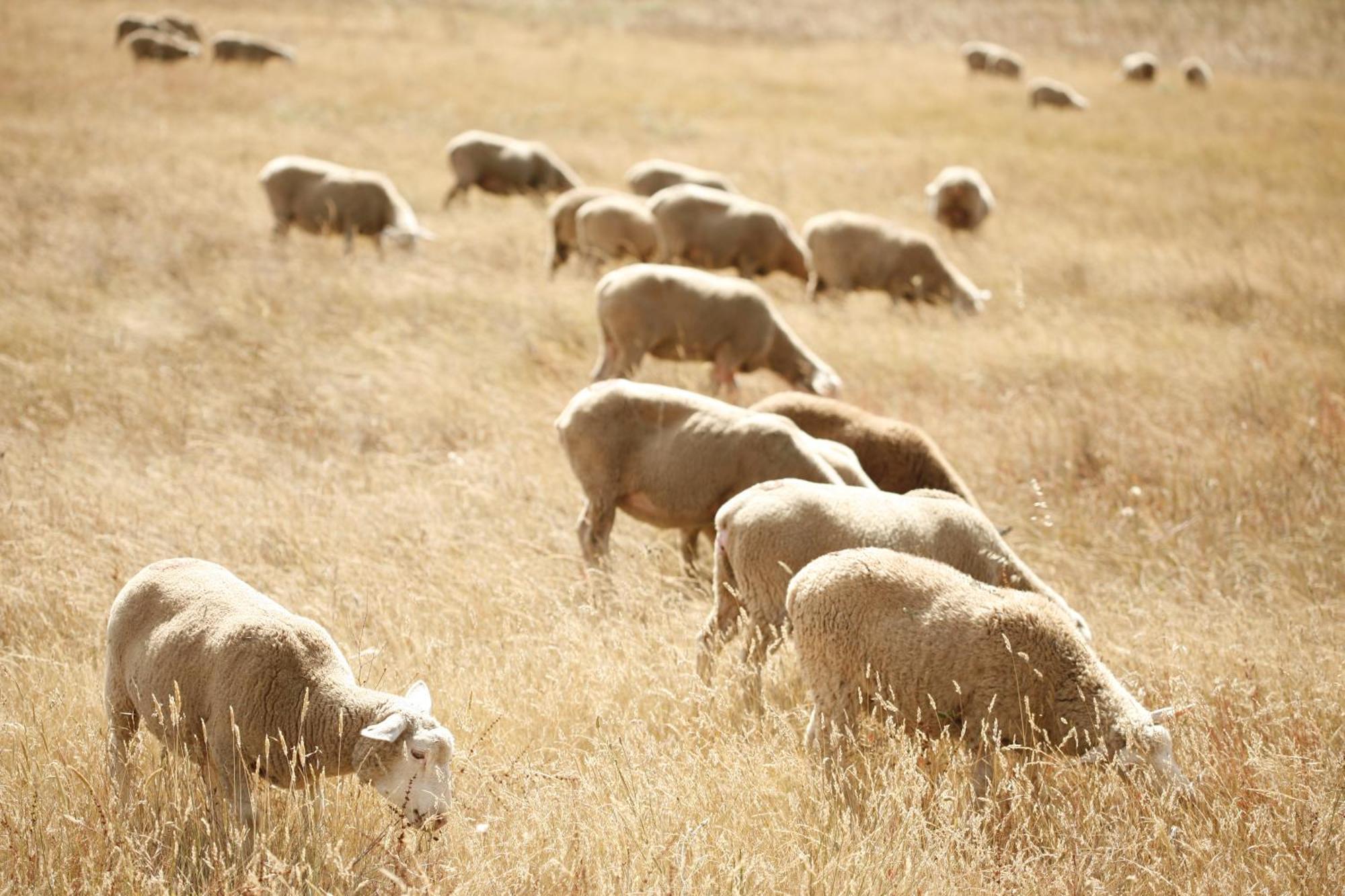 ハーダド ダ マティンハ ホテル Cercal do Alentejo エクステリア 写真